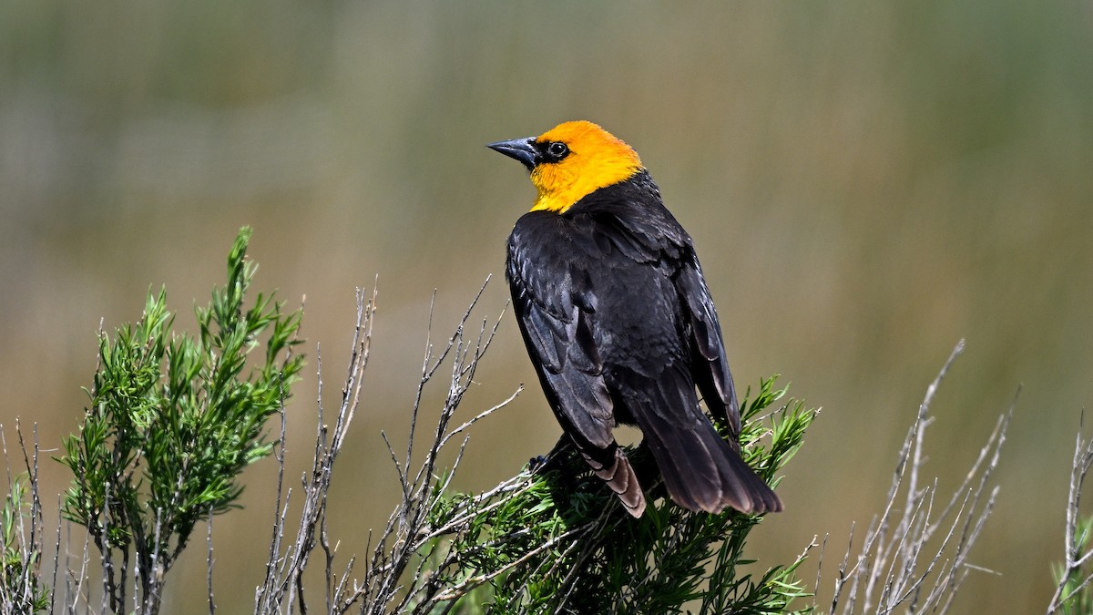 Yellow-headed Blackbird - ML621871137