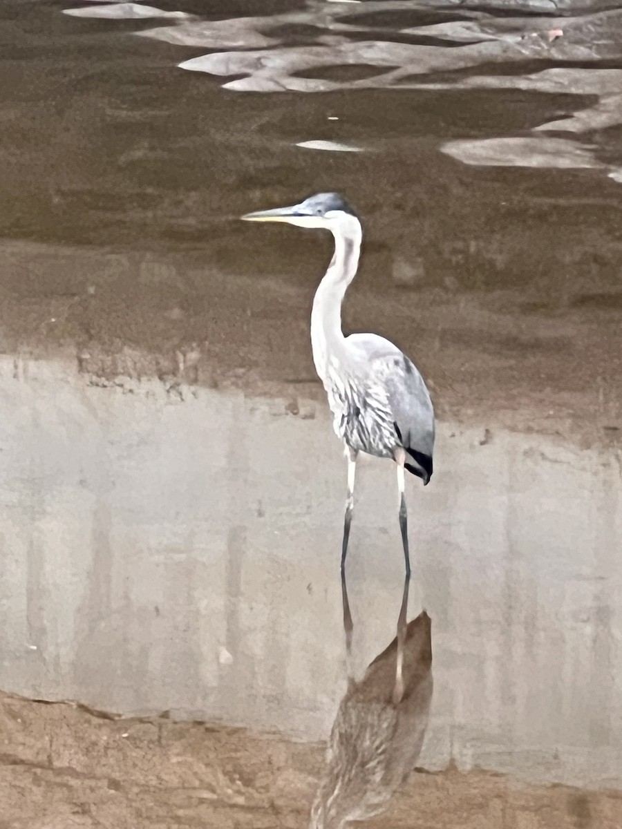 Great Blue Heron - ML621871148