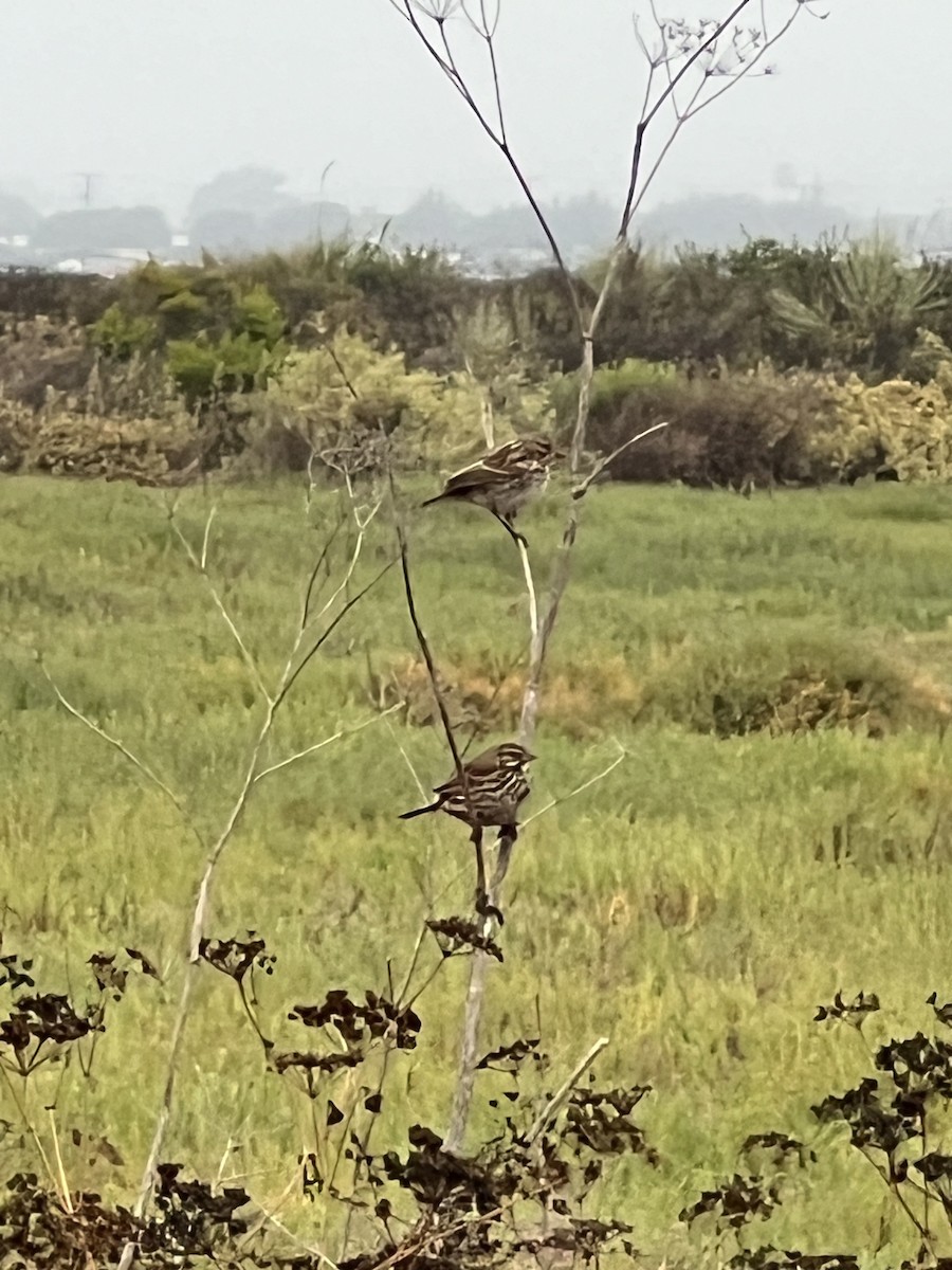 Savannah Sparrow - Christina Colby