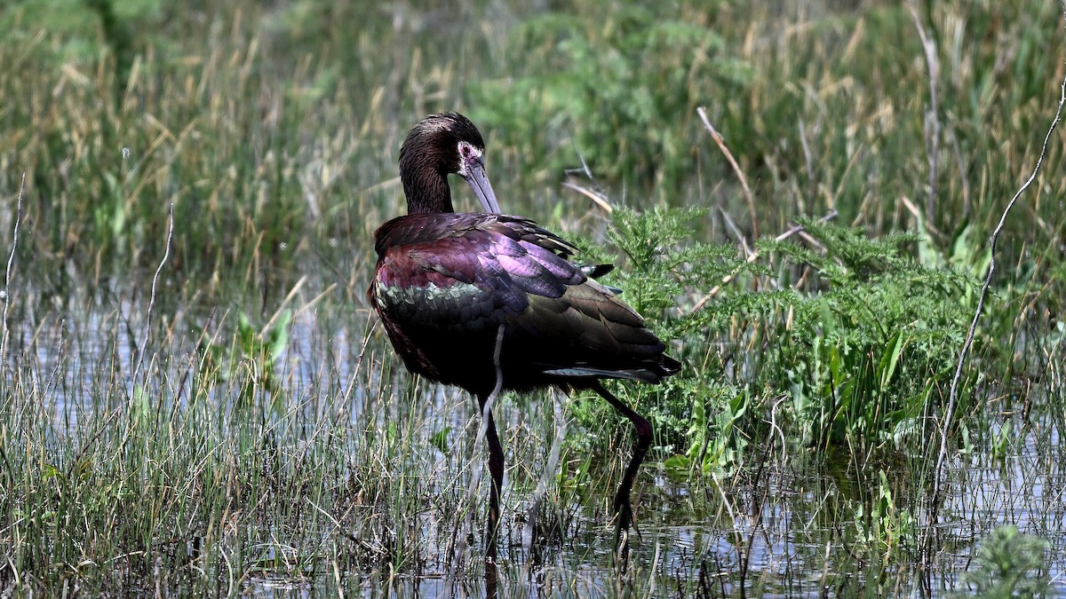 White-faced Ibis - ML621871155