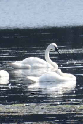 Cygne tuberculé - ML621871160