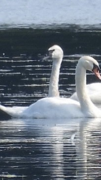 Cygne tuberculé - ML621871161