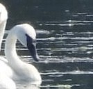 Mute Swan - ML621871162