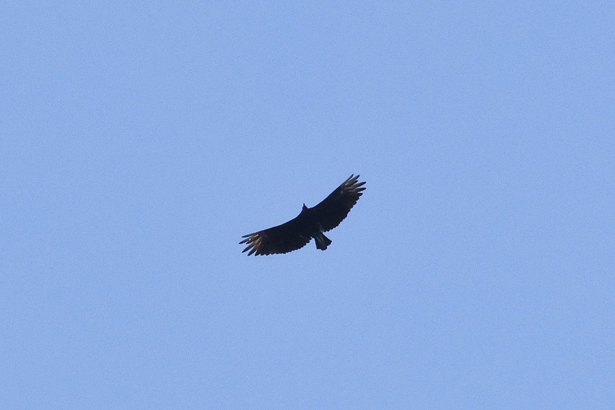 Black Vulture - ML621871175