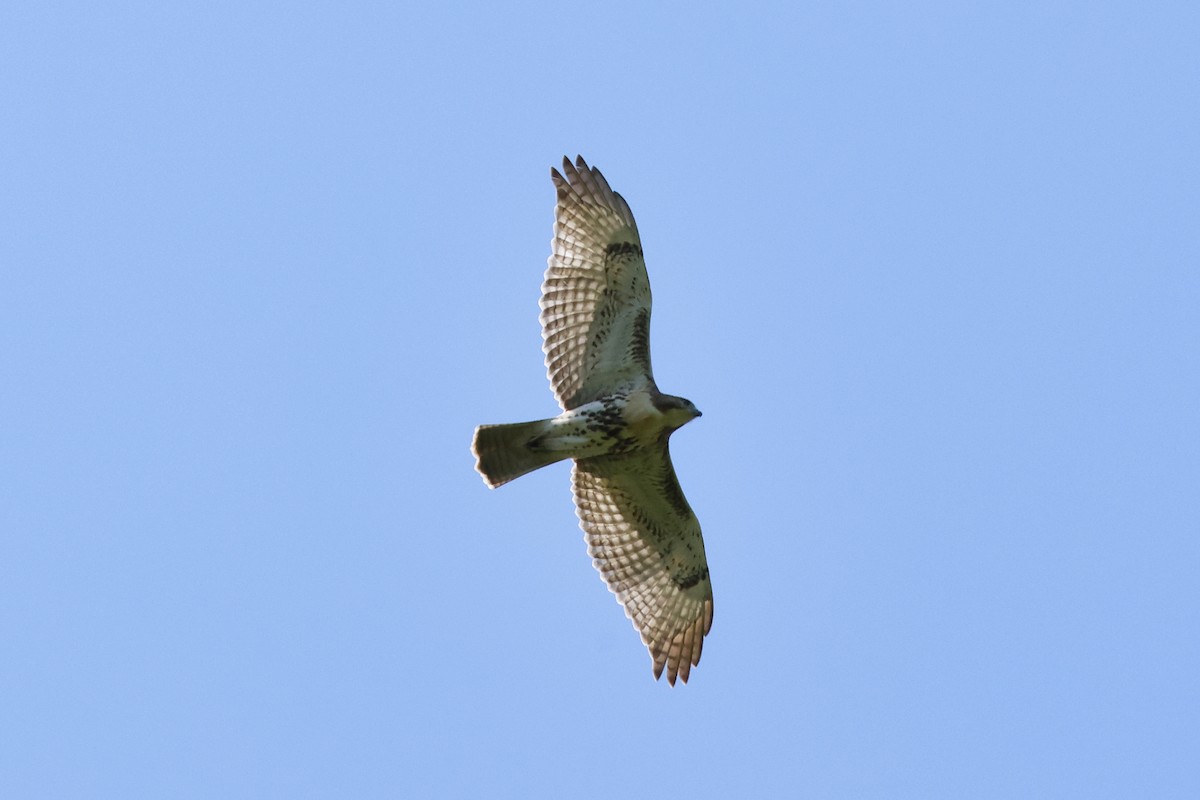 Red-tailed Hawk - ML621871181