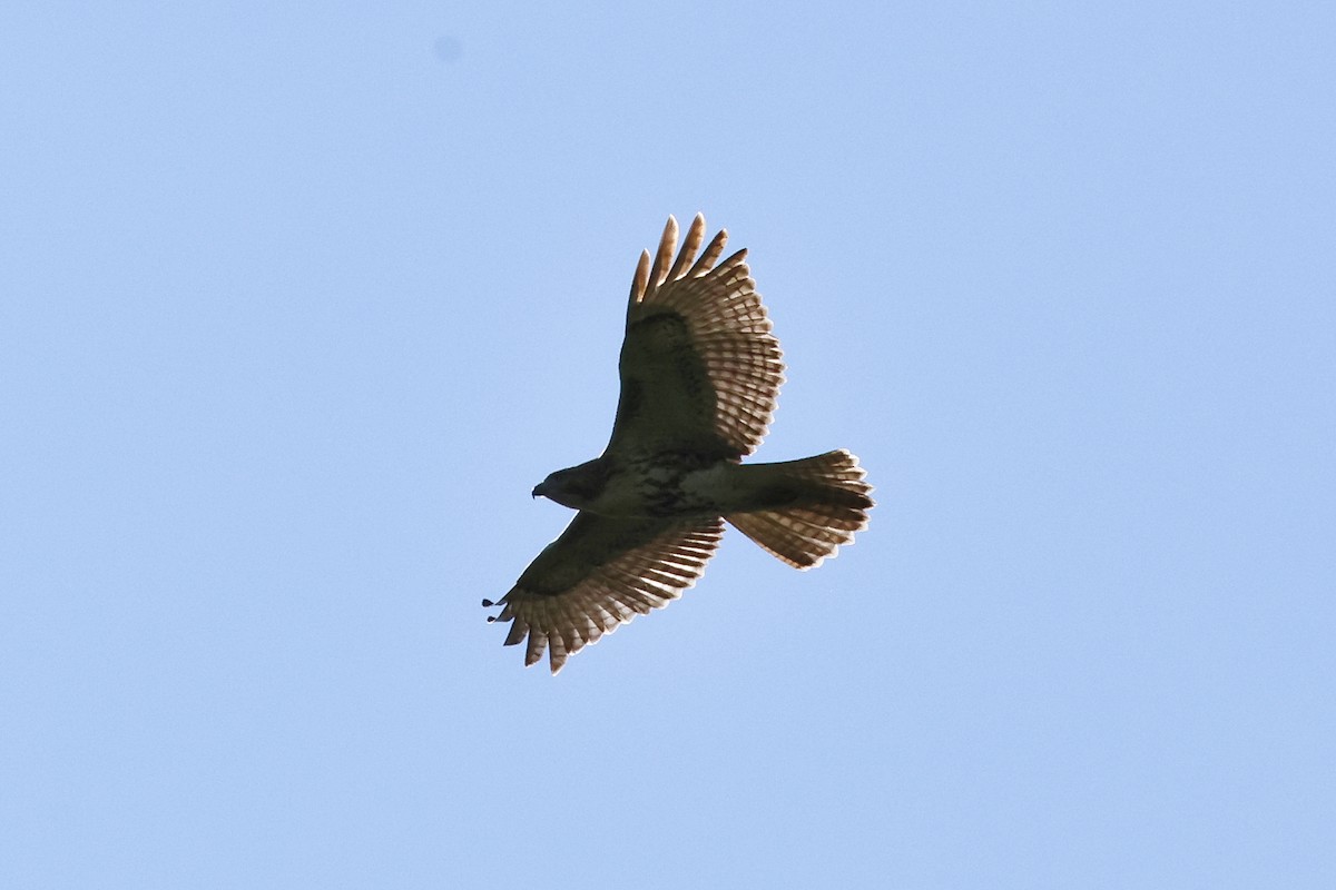 Red-tailed Hawk - ML621871182