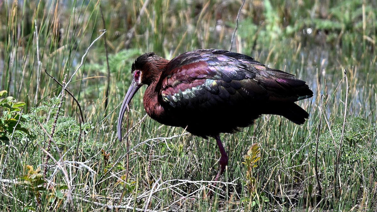 White-faced Ibis - ML621871193