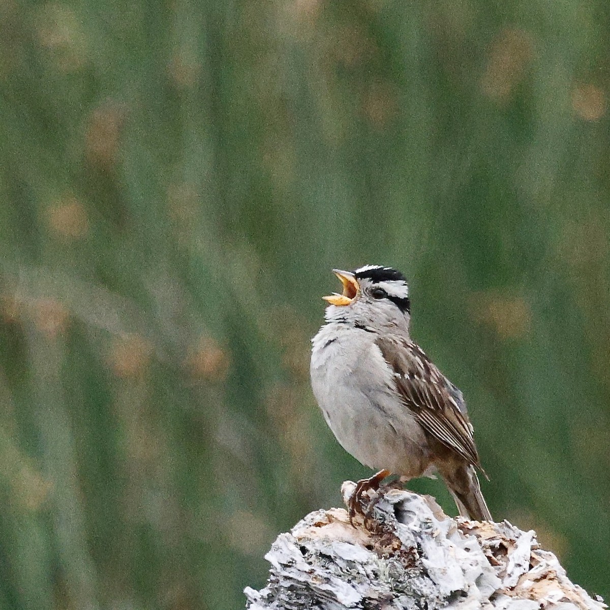 White-crowned Sparrow - ML621871283