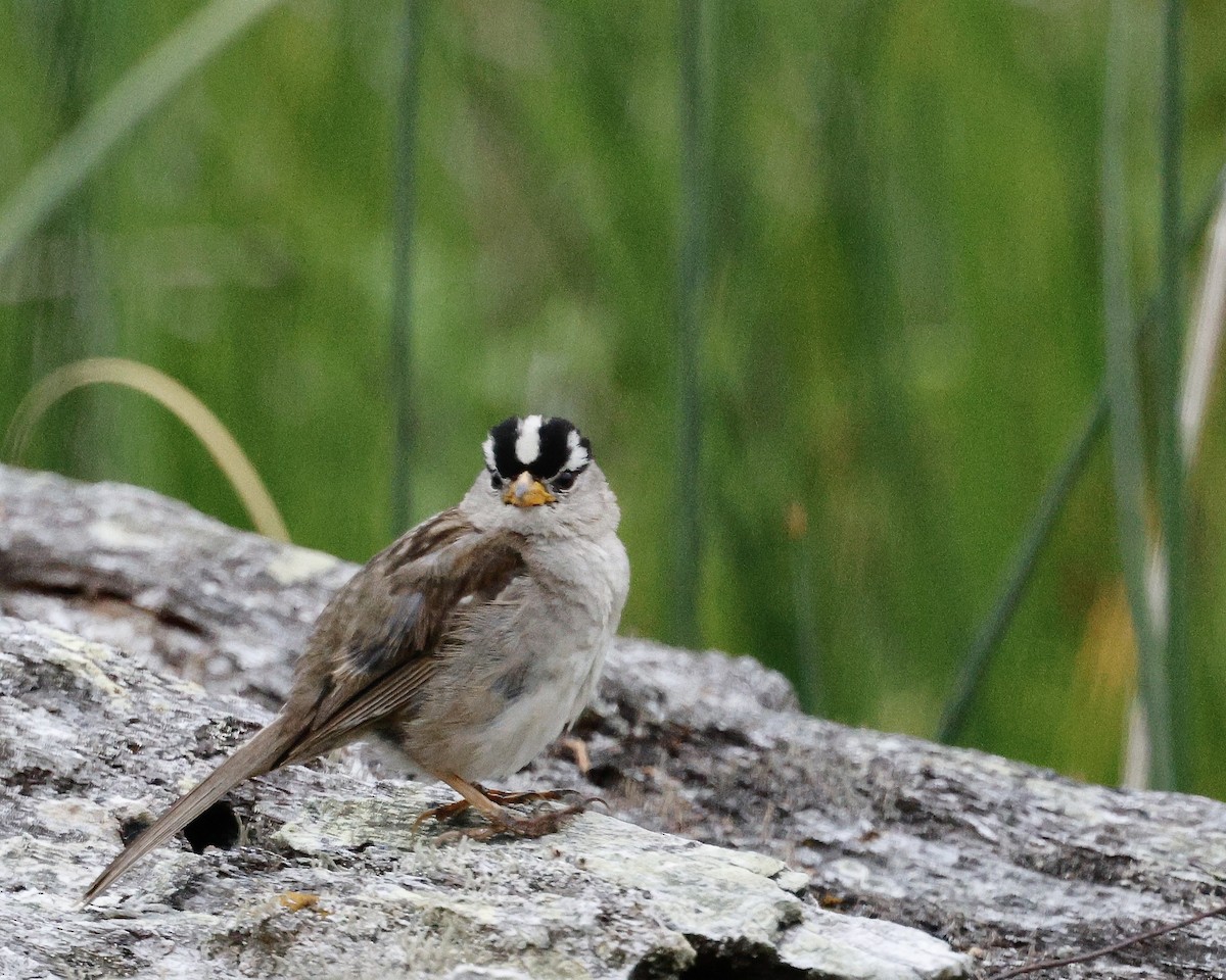 White-crowned Sparrow - ML621871284