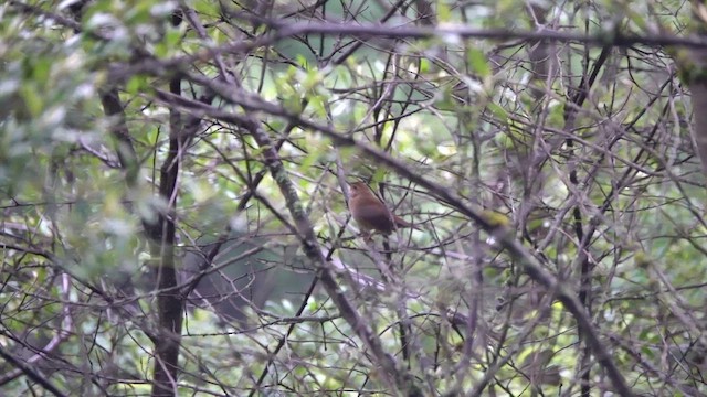 Baikal Bush Warbler - ML621871296