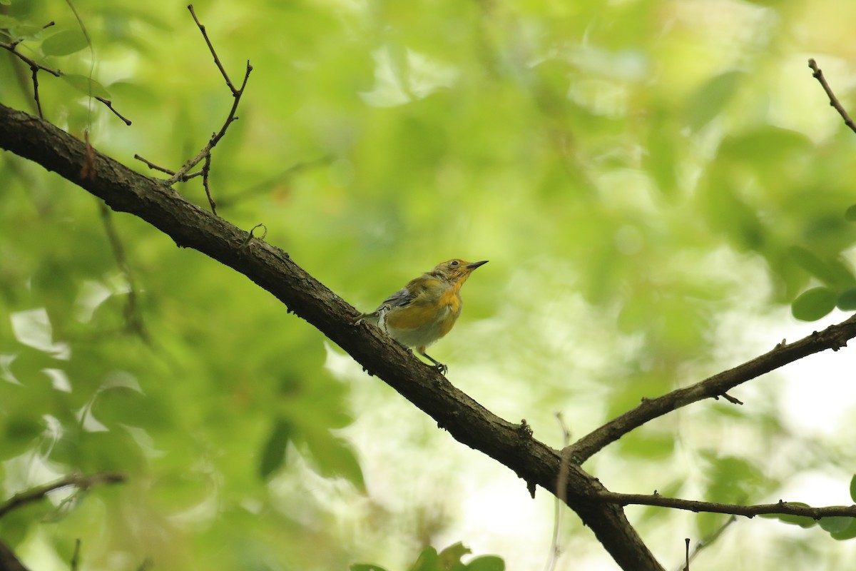 Prothonotary Warbler - ML621871358