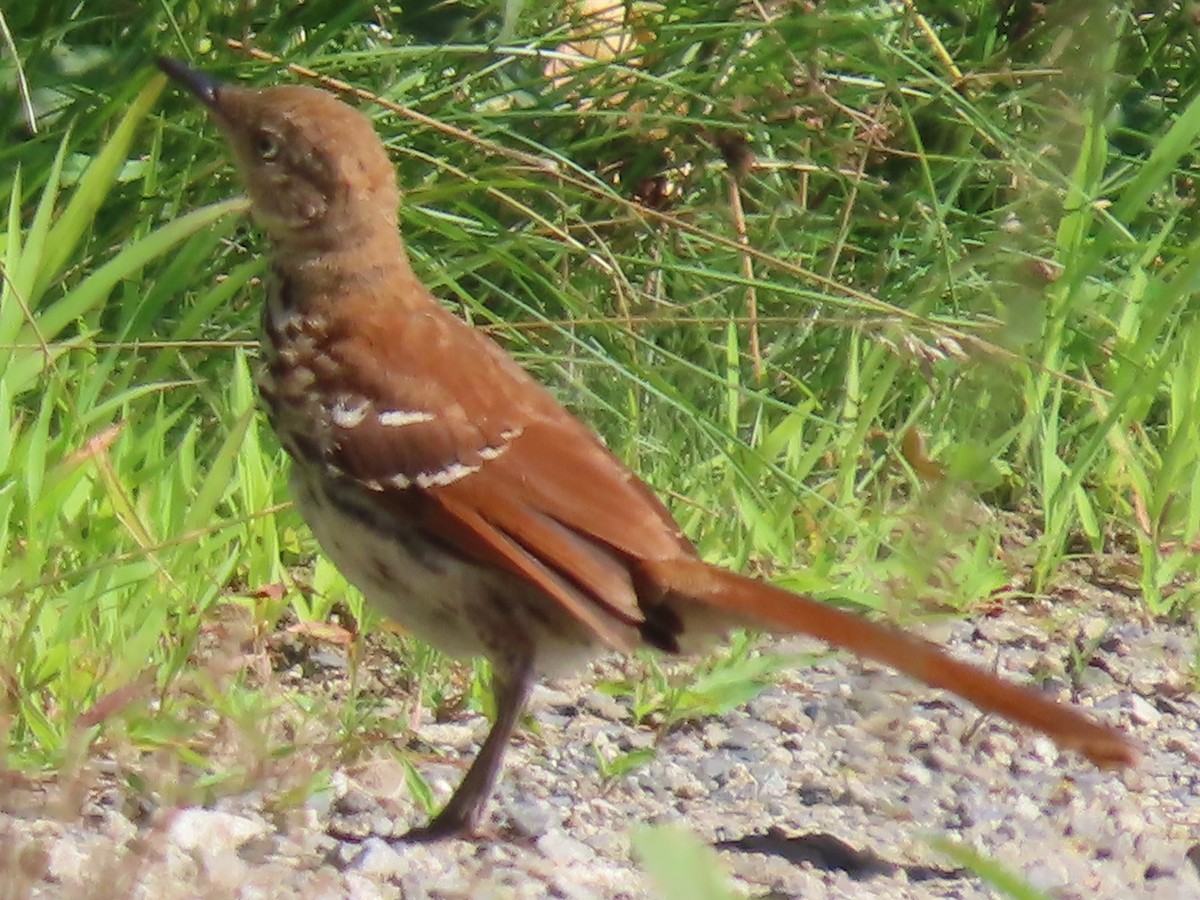 Brown Thrasher - Sue and Tom Santeusanio