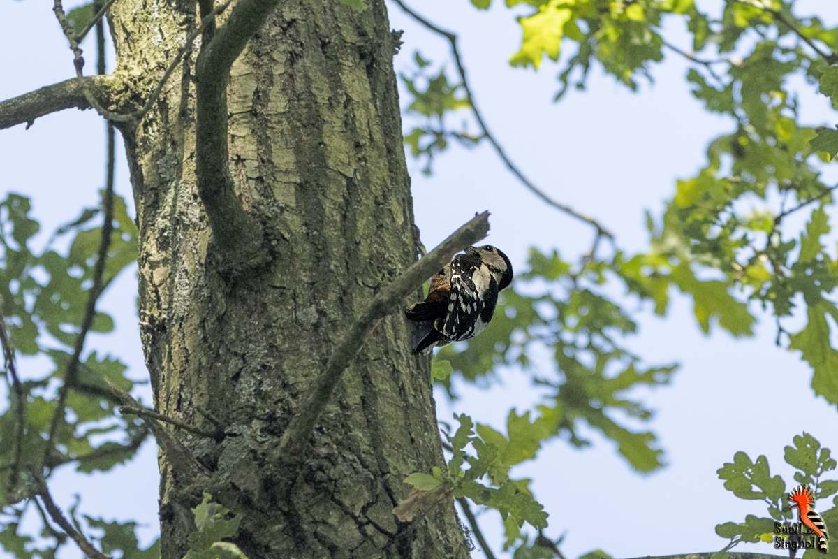 Great Spotted Woodpecker - ML621871367