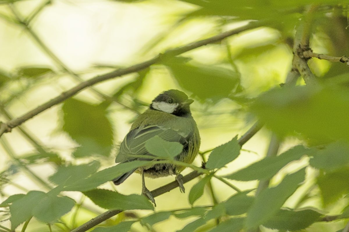 Mésange charbonnière - ML621871373