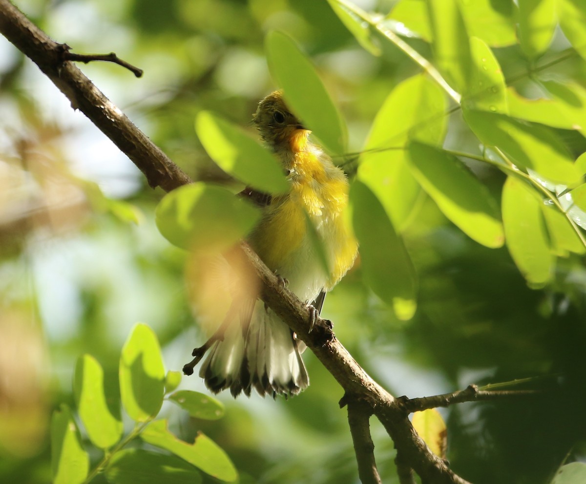 Prothonotary Warbler - ML621871375