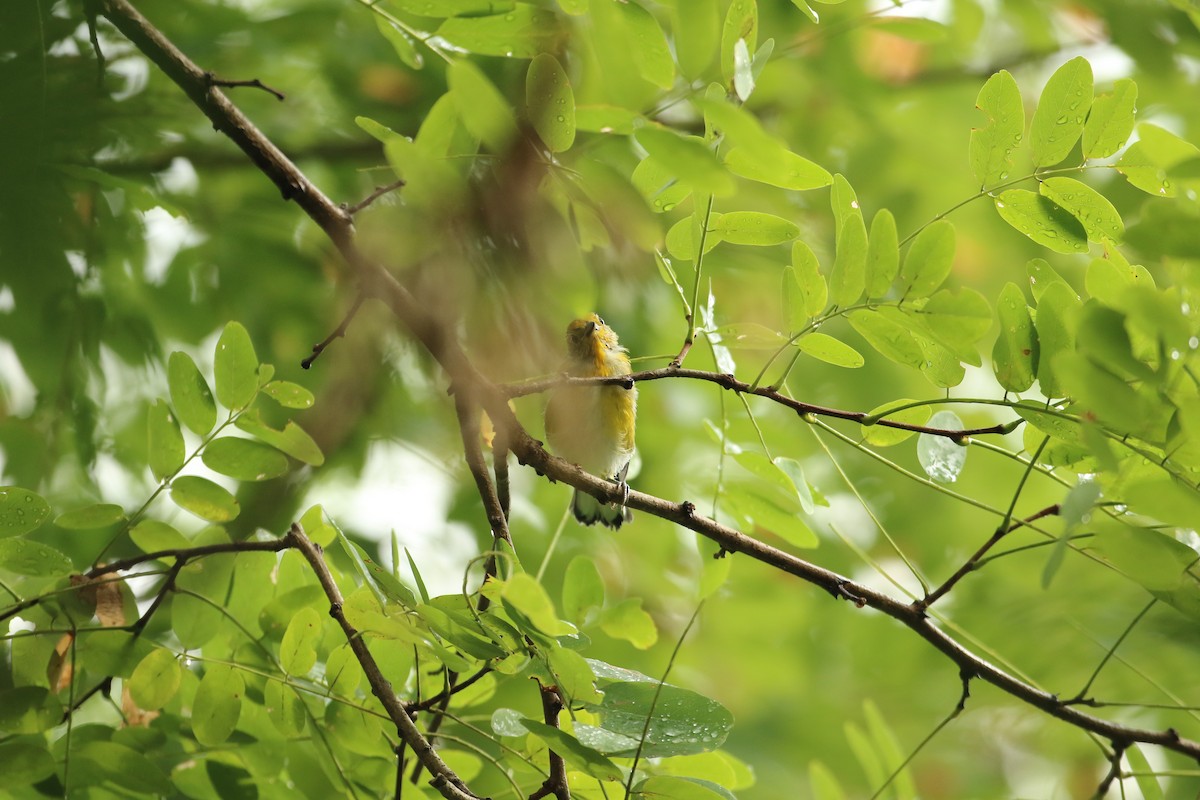 Prothonotary Warbler - ML621871388