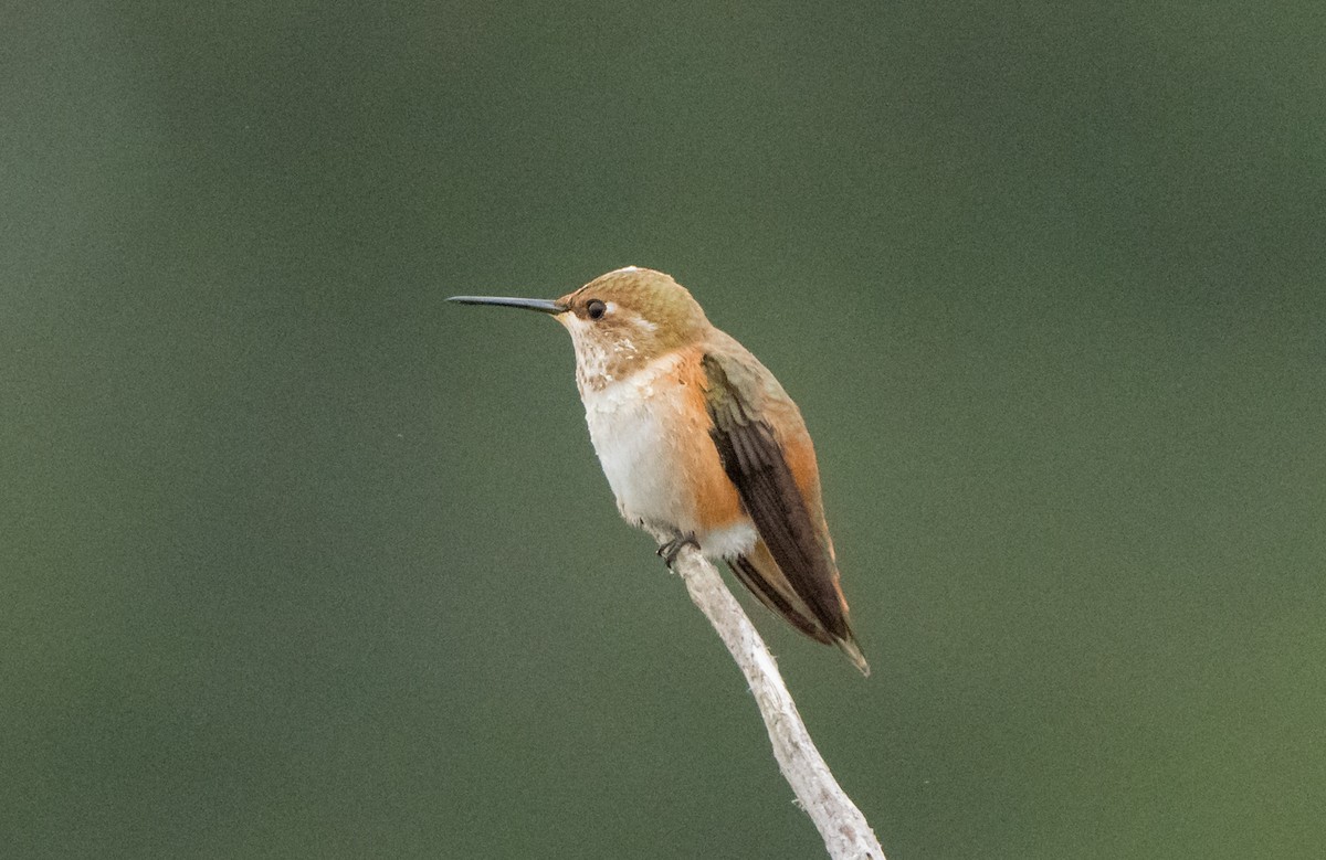 Rufous/Allen's Hummingbird - ML621871406