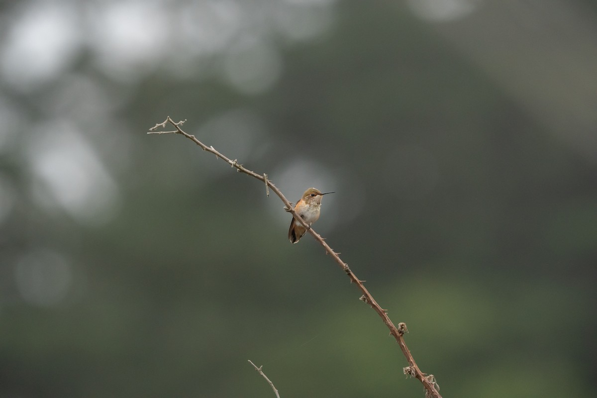 Rufous/Allen's Hummingbird - ML621871407