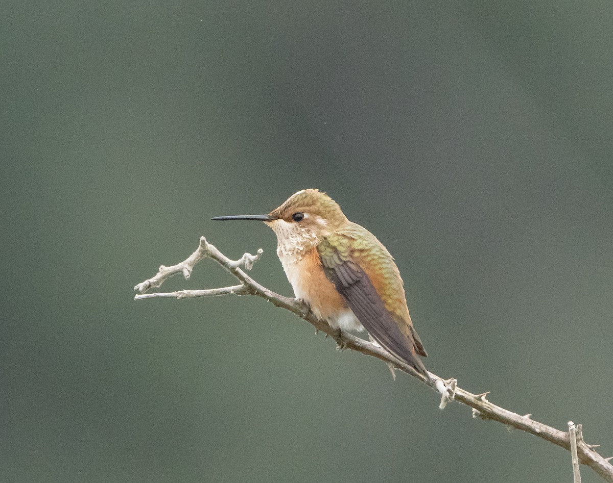 Rufous/Allen's Hummingbird - ML621871408