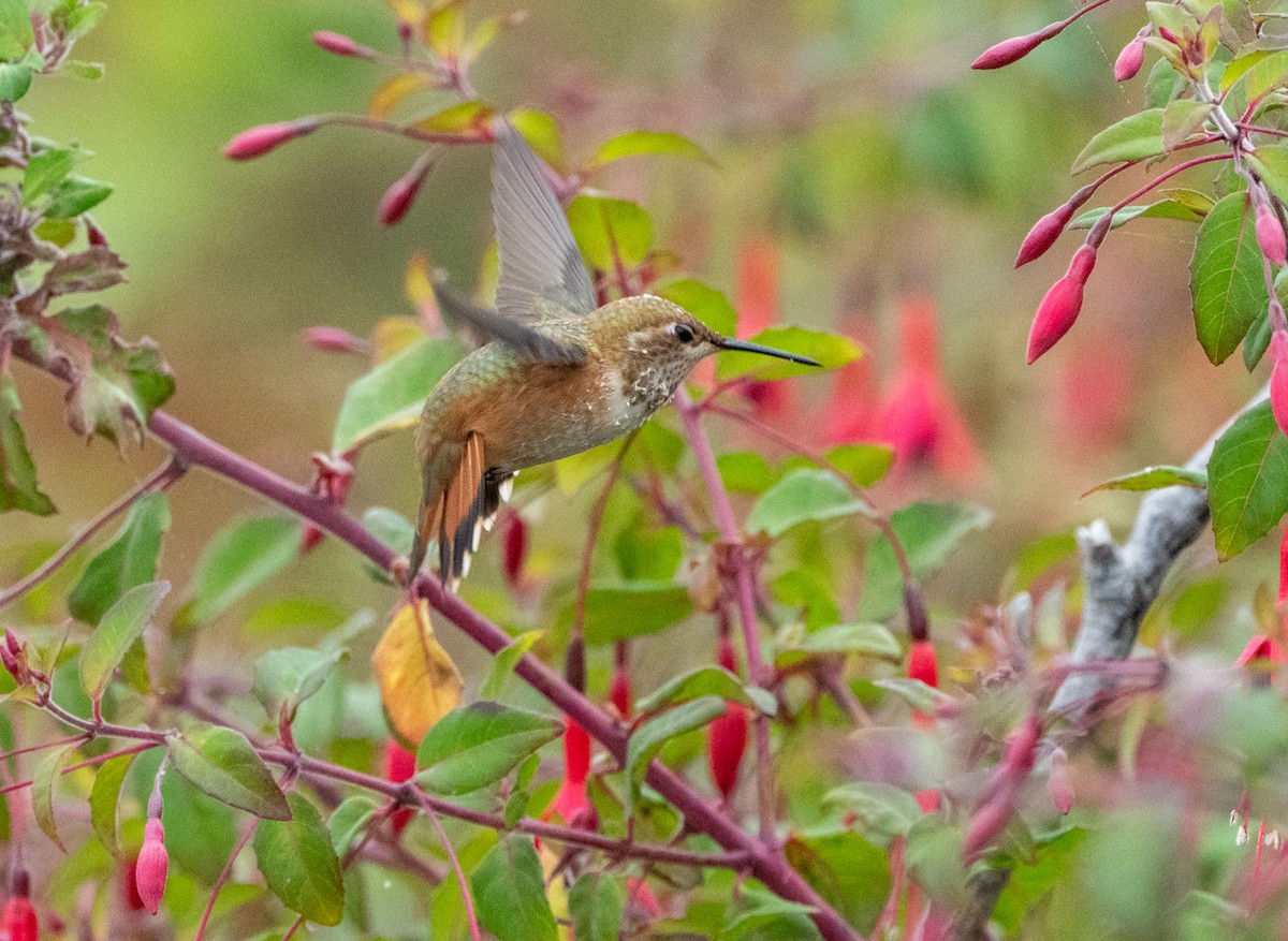 Colibrí Rufo/de Allen - ML621871409