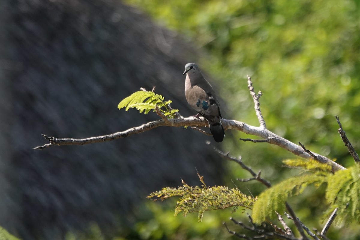 Emerald-spotted Wood-Dove - ML621871421