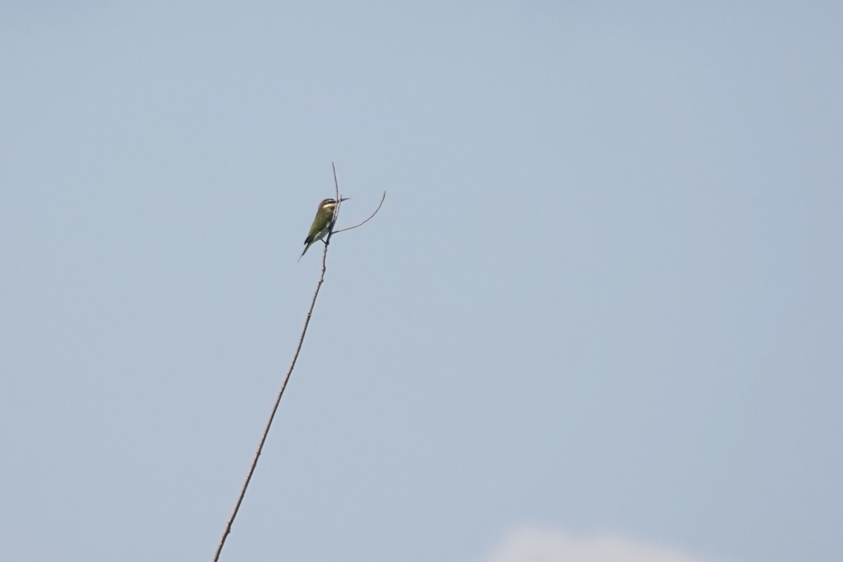 Madagascar Bee-eater - ML621871425