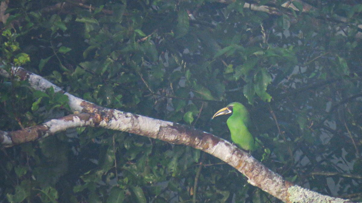 Southern Emerald-Toucanet - ML621871458