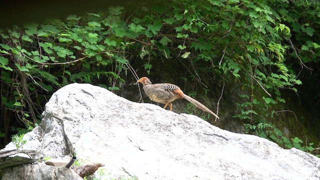 Golden Pheasant - ML621871596