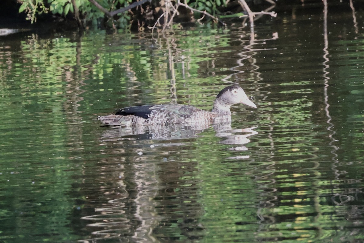 Muscovy Duck (Domestic type) - Forrest Wickman