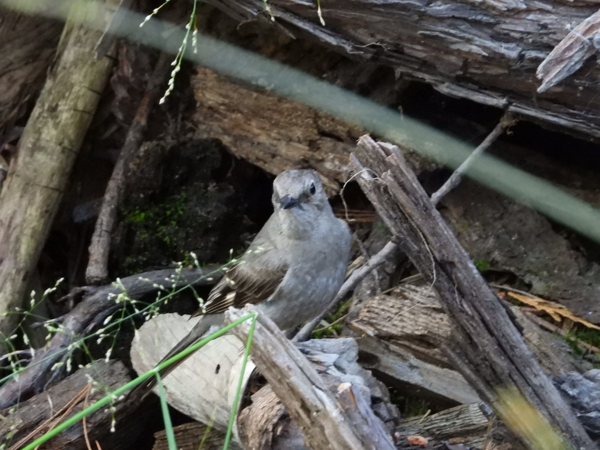 Townsend's Solitaire - ML621871607
