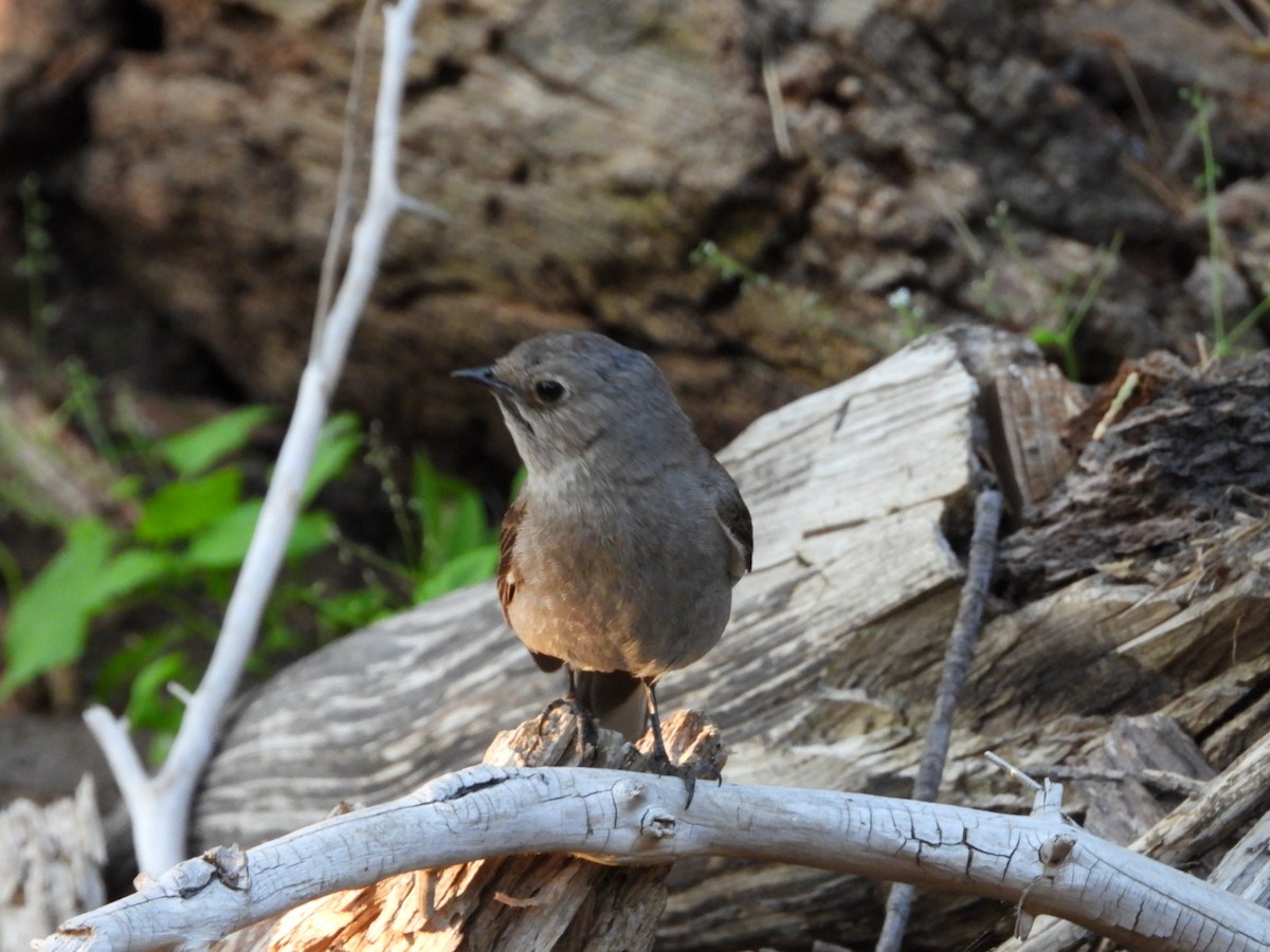 Townsend's Solitaire - ML621871608