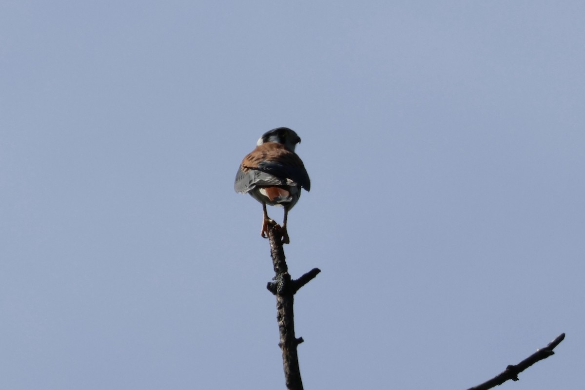 American Kestrel - ML621871612