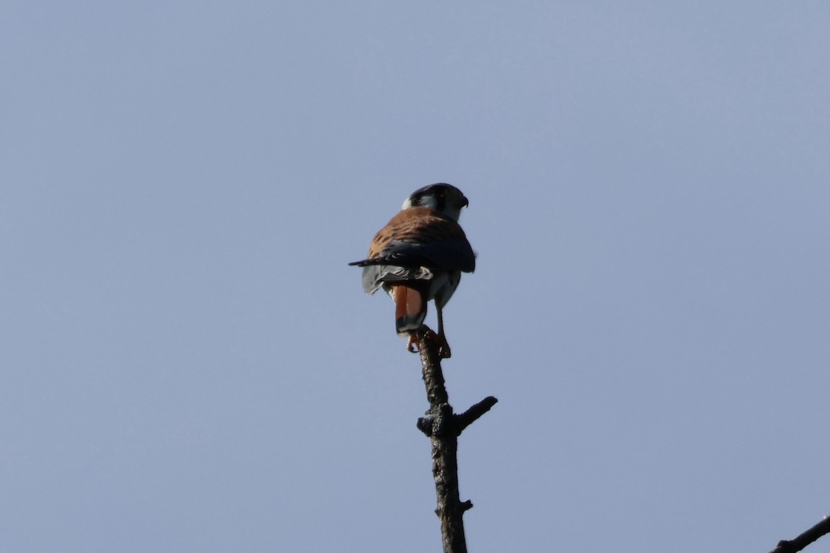 American Kestrel - Forrest Wickman