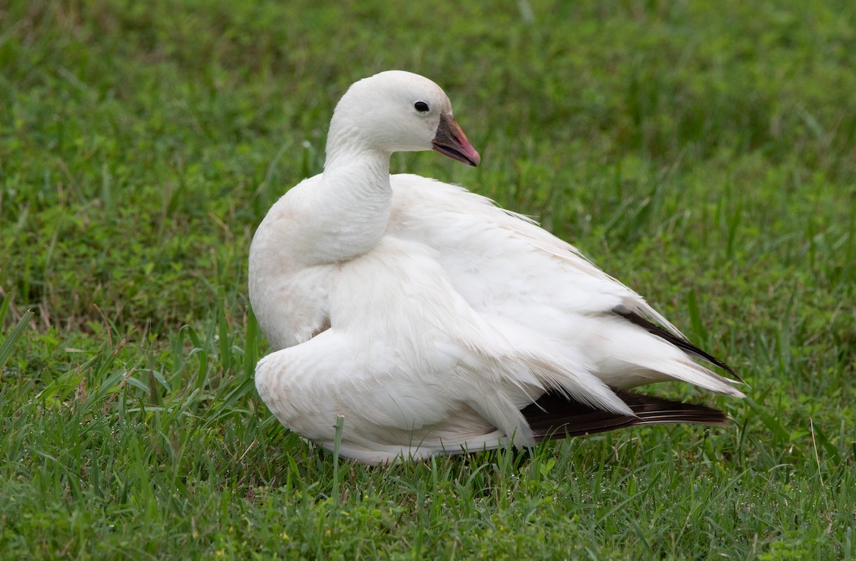 Ross's Goose - ML621871614