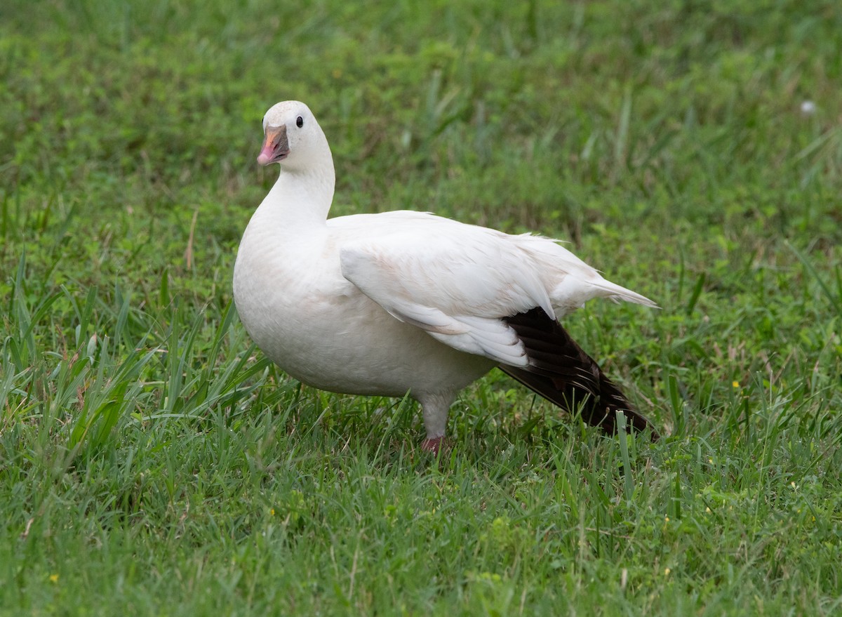 Ross's Goose - ML621871615