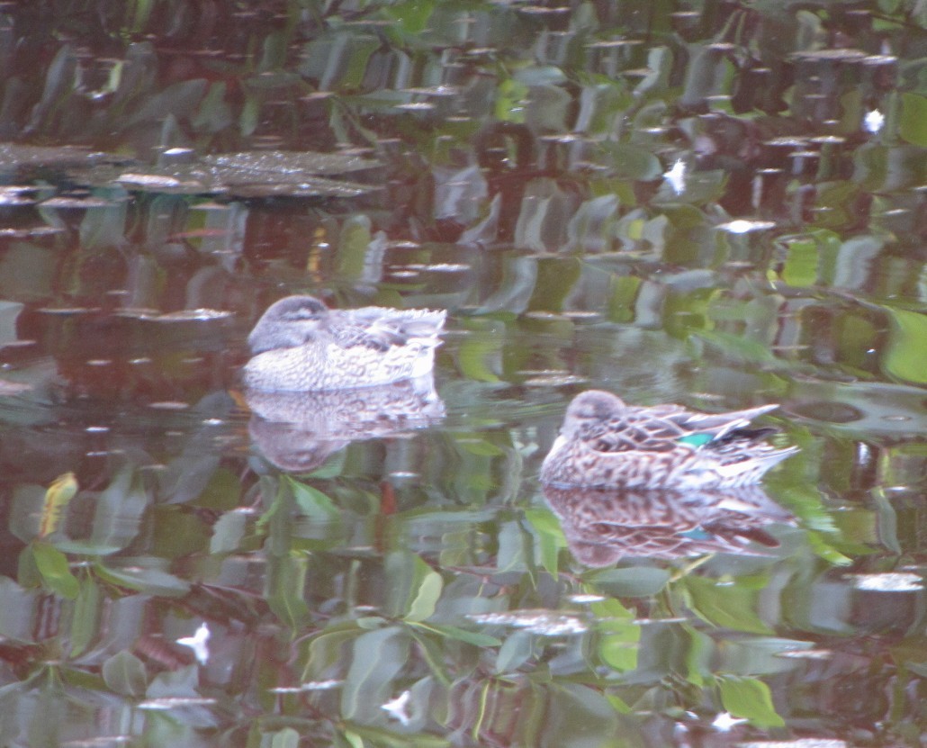 Green-winged Teal - ML621871622