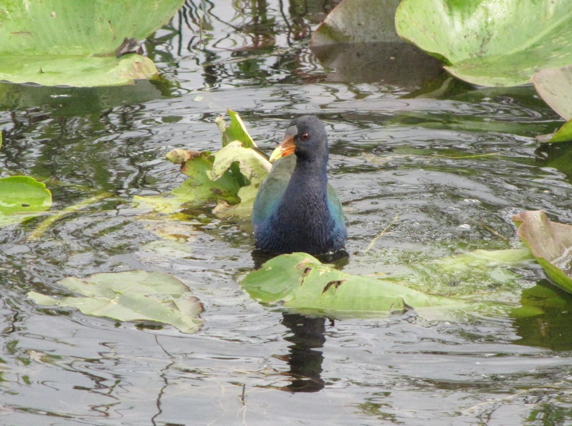 Purple Gallinule - ML621871637