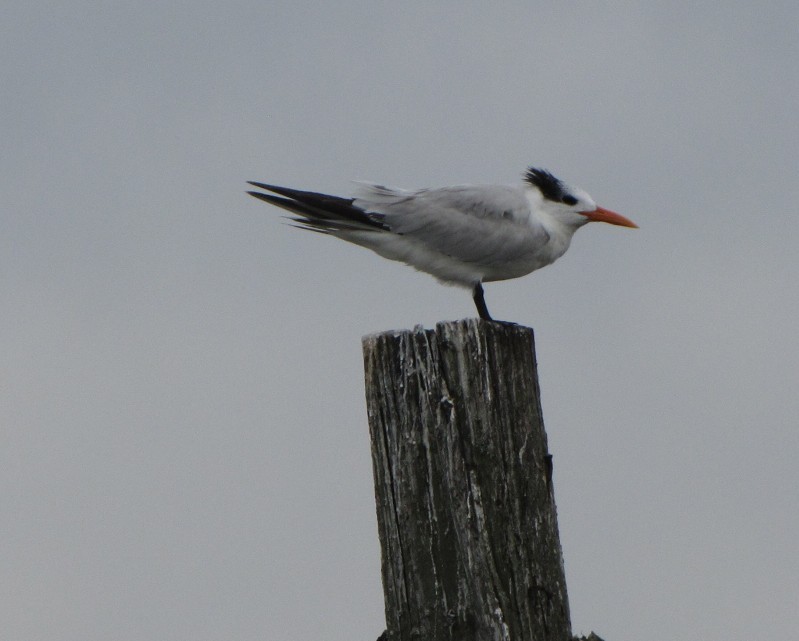 Royal Tern - Larry Bennett