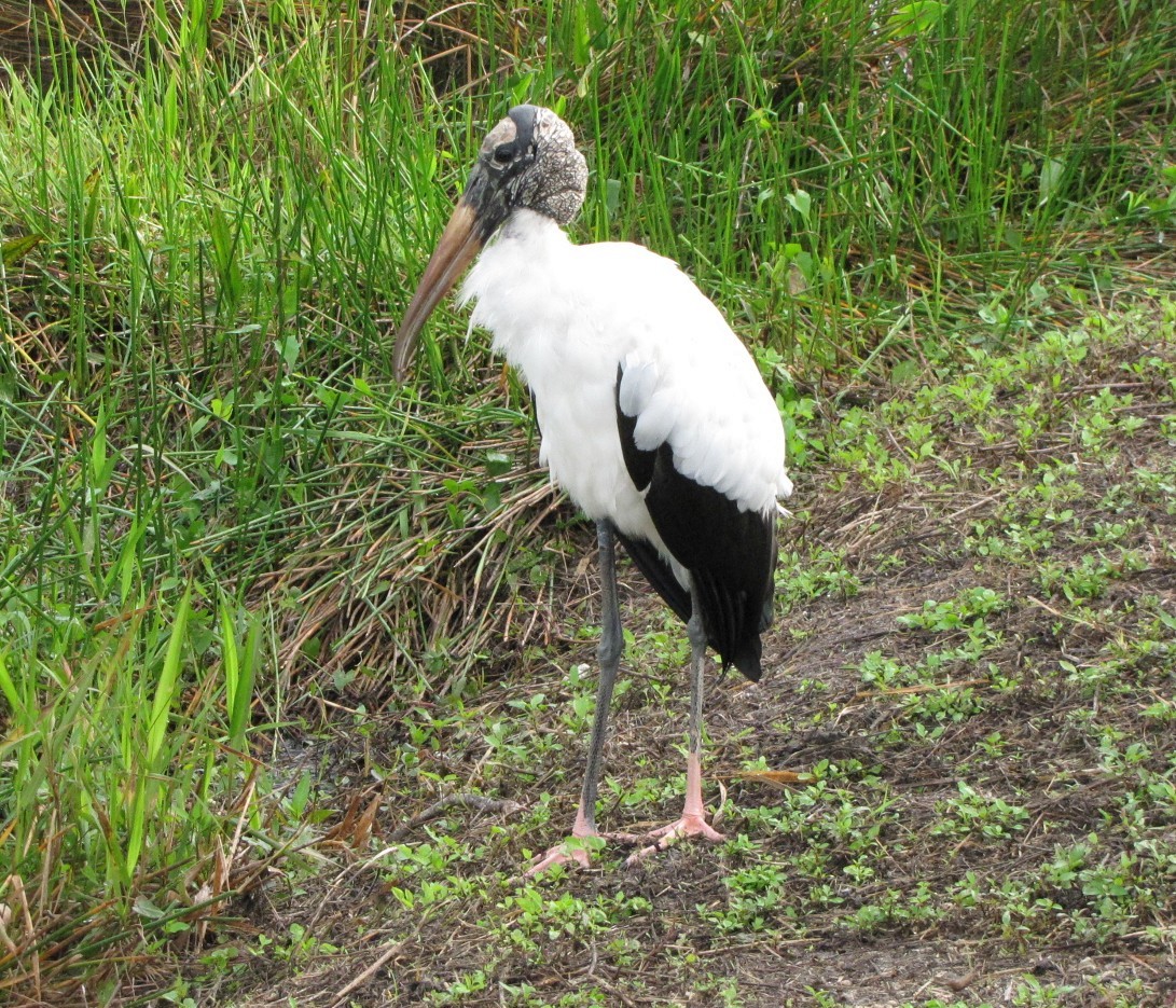 Wood Stork - ML621871650