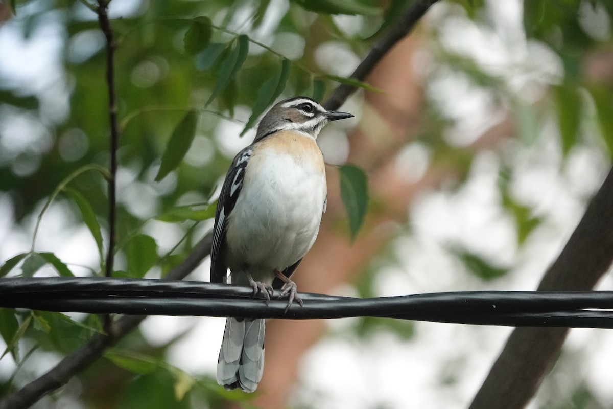 Bearded Scrub-Robin (Zanzibar) - ML621871658