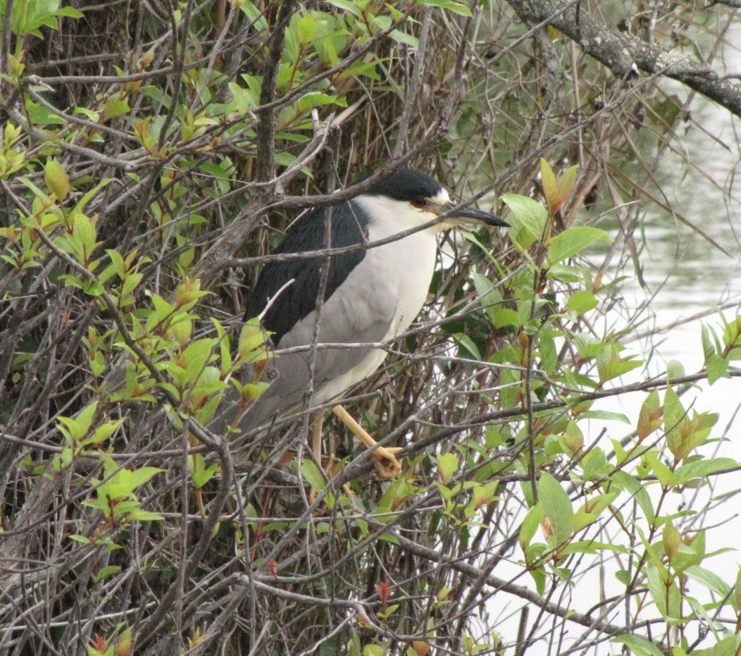 Black-crowned Night Heron - ML621871668