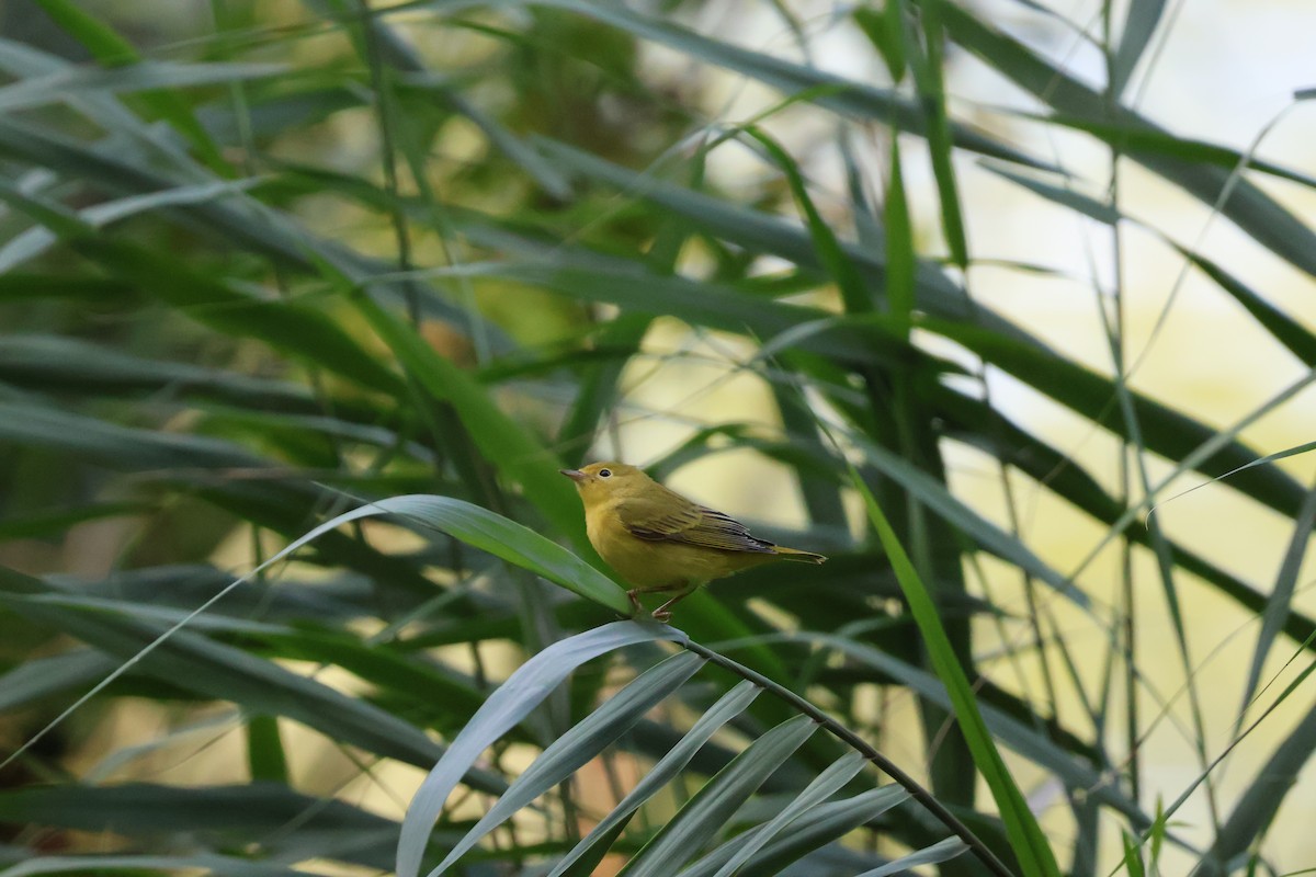 Yellow Warbler - ML621871673