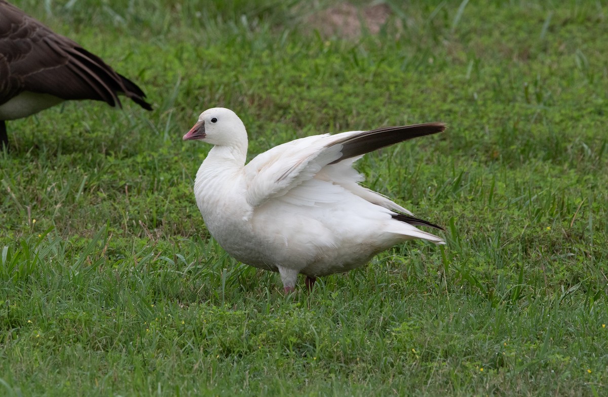 Ross's Goose - ML621871683