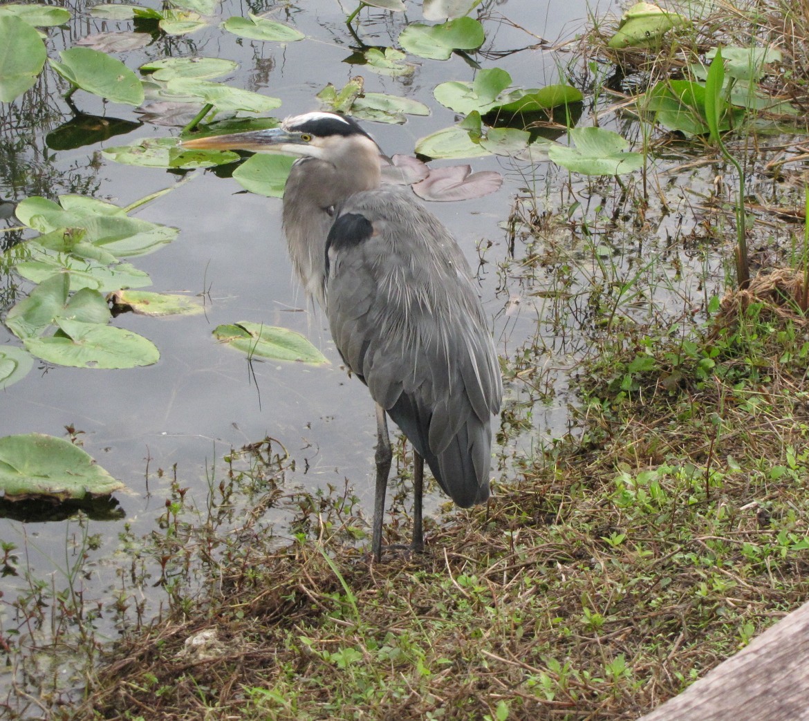 Great Blue Heron - ML621871686