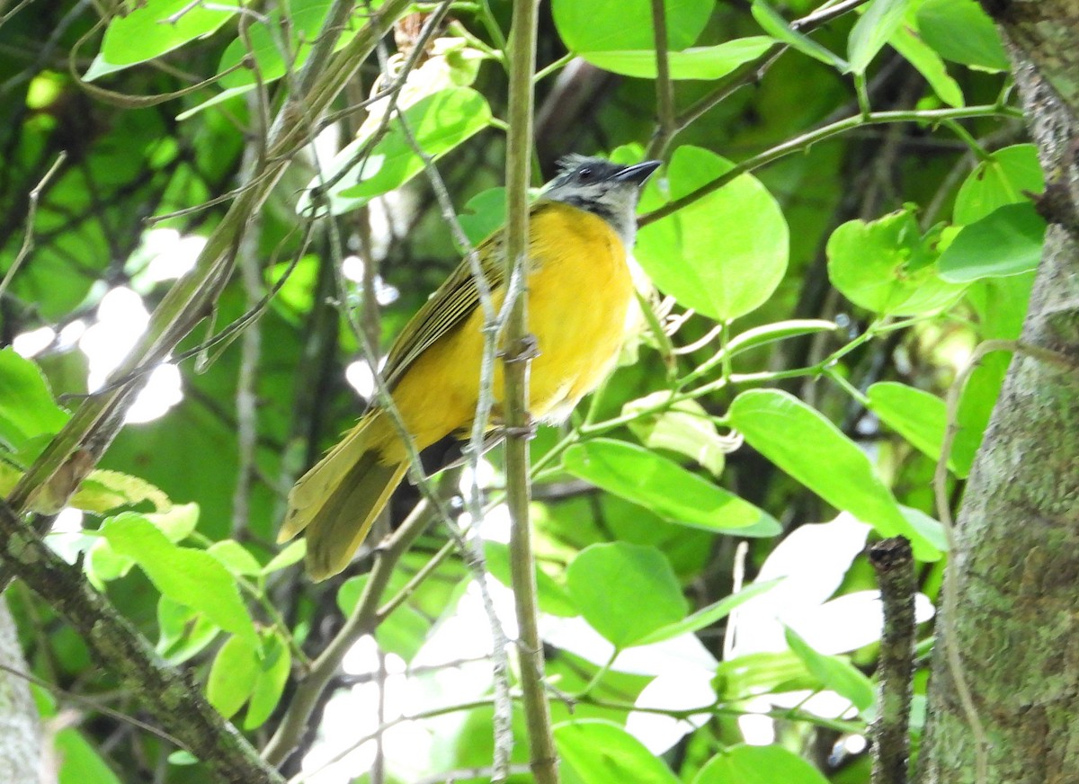 Gray-headed Tanager - ML621871695