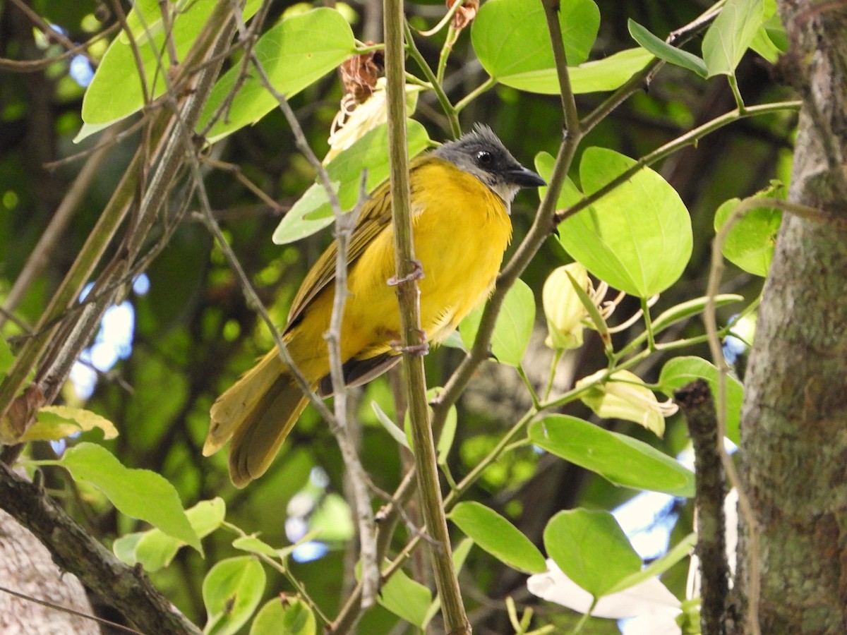 Gray-headed Tanager - ML621871696