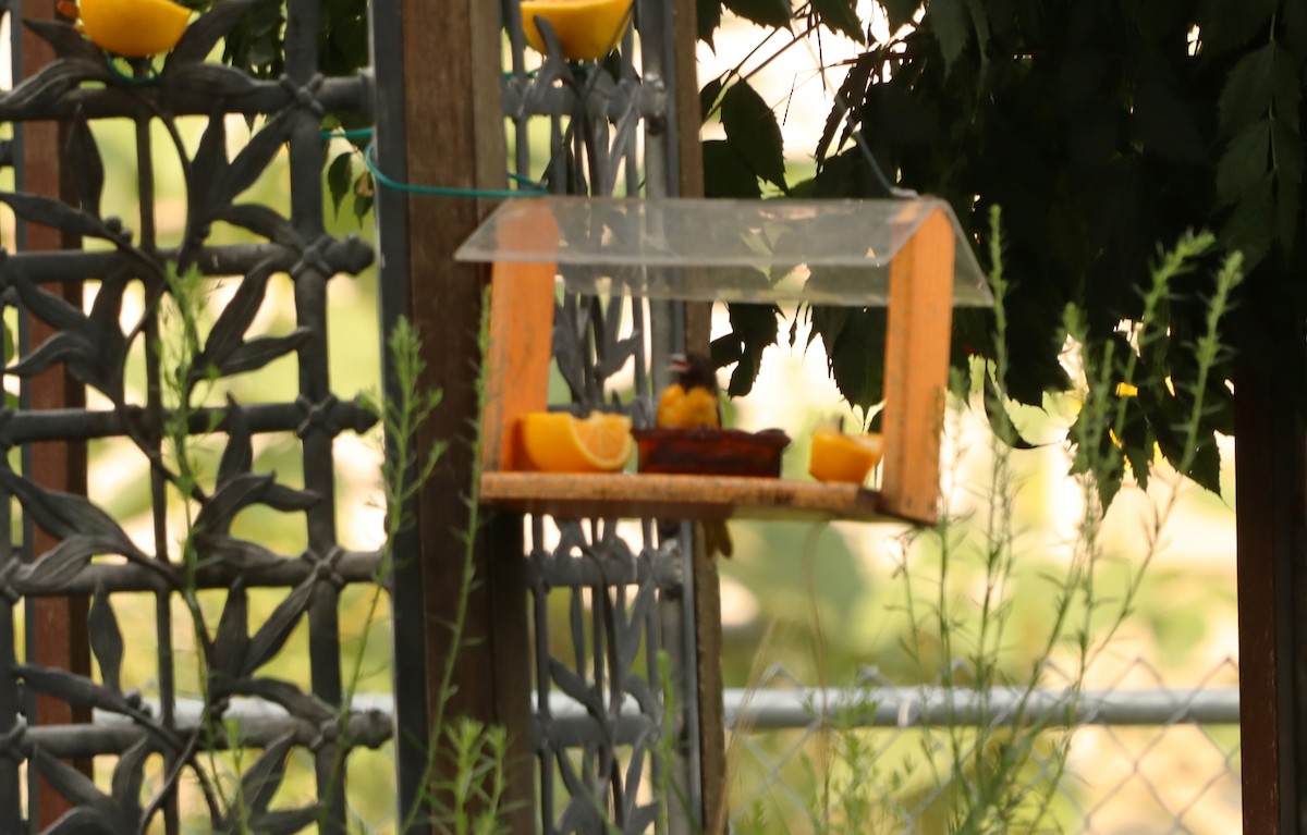 Baltimore Oriole - Charlotte Croshaw