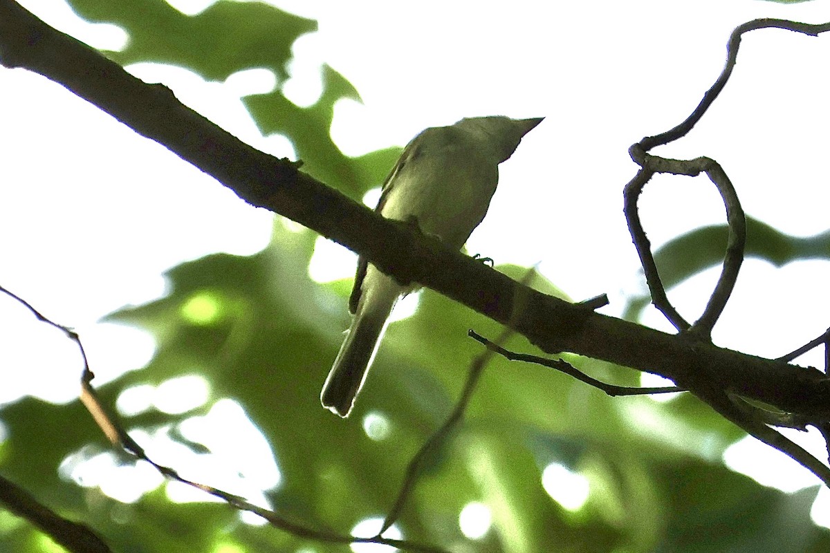 tanımsız Empidonax sp. - ML621871702