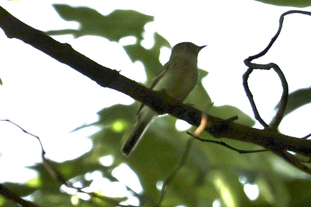 Empidonax sp. - ML621871703