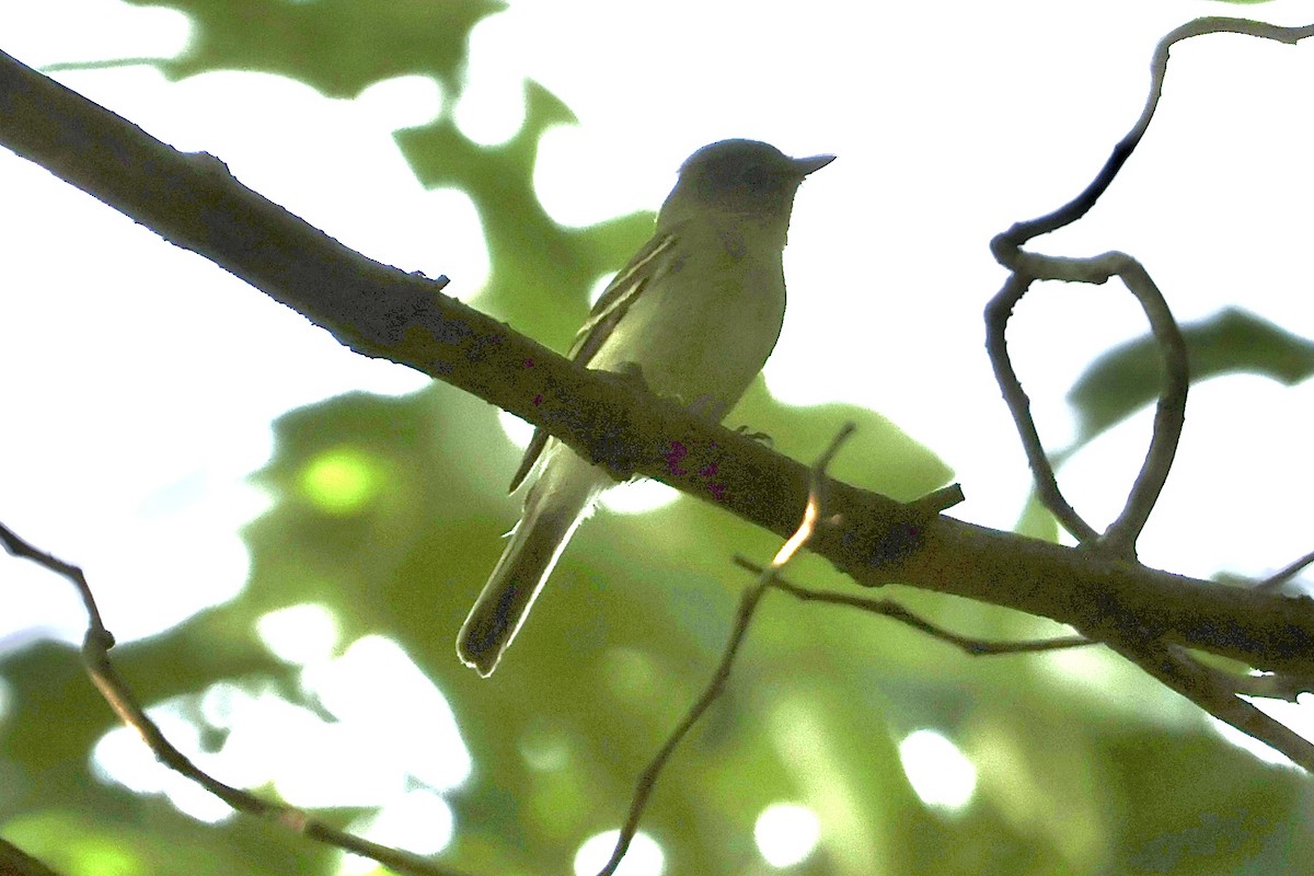 tanımsız Empidonax sp. - ML621871704